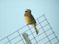 Bruant zizi Emberiza cirlus