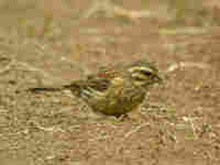 Bruant zizi Emberiza cirlus