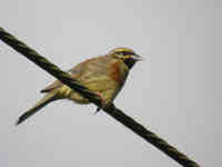 Bruant zizi Emberiza cirlus