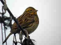 Bruant zizi Emberiza cirlus