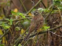 Bruant zizi Emberiza cirlus