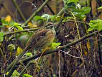 Bruant zizi Emberiza cirlus