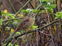 Bruant zizi Emberiza cirlus