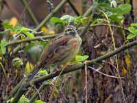 Bruant zizi Emberiza cirlus