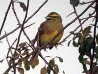 Bruant zizi Emberiza cirlus