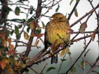 Bruant zizi Emberiza cirlus