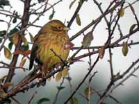 Bruant zizi Emberiza cirlus