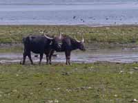 Buffle d'eau Bubalus arnee