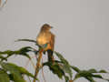 Bulbul de Blanford Pycnonotus blanfordi