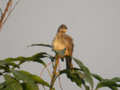 Bulbul de Blanford Pycnonotus blanfordi