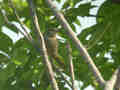 Bulbul de Blanford Pycnonotus blanfordi