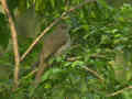 Bulbul de Blanford Pycnonotus blanfordi