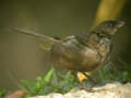 Bulbul de Blanford Pycnonotus blanfordi