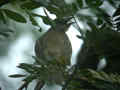 Bulbul de Blanford Pycnonotus blanfordi