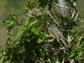 Bulbul de Bourbon Hypsipetes borbonicus