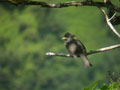 Bulbul de Bourbon Hypsipetes borbonicus