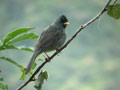 Bulbul de Bourbon Hypsipetes borbonicus