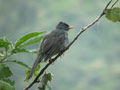 Bulbul de Bourbon Hypsipetes borbonicus