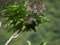 Bulbul de Bourbon Hypsipetes borbonicus