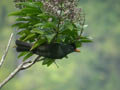 Bulbul de Bourbon Hypsipetes borbonicus