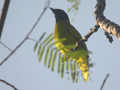 Bulbul cap-nègre Pycnonotus atriceps