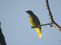 Bulbul cap-nègre Pycnonotus atriceps