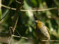 Bulbul de Finlayson Pycnonotus finlaysoni