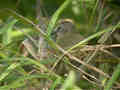 Bulbul flavescent Pycnonotus flavescens