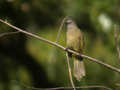 Bulbul flavescent Pycnonotus flavescens