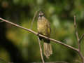 Bulbul flavescent Pycnonotus flavescens