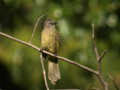 Bulbul flavescent Pycnonotus flavescens