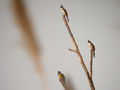 Bulbul flavescent Pycnonotus flavescens