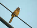 Bulbul flavescent Pycnonotus flavescens