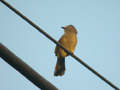 Bulbul flavescent Pycnonotus flavescens