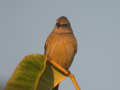 Bulbul flavescent Pycnonotus flavescens