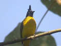 Bulbul à huppe noire Pycnonotus flaviventris