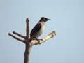 Bulbul des jardins Pycnonotus barbatus