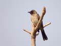 Bulbul des jardins Pycnonotus barbatus