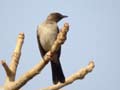 Bulbul des jardins Pycnonotus barbatus