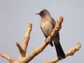 Bulbul des jardins Pycnonotus barbatus