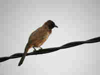 Bulbul des jardins Pycnonotus barbatus