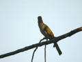 Bulbul de McClelland Ixos mcclellandii