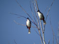 Bulbul orphée Pycnonotus jocosus