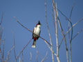 Bulbul orphée Pycnonotus jocosus