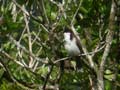 Bulbul orphée Pycnonotus jocosus