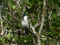 Bulbul orphée Pycnonotus jocosus