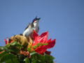 Bulbul orphée Pycnonotus jocosus