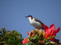 Bulbul orphée Pycnonotus jocosus