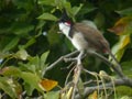 Bulbul orphée Pycnonotus jocosus