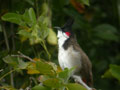 Bulbul orphée Pycnonotus jocosus